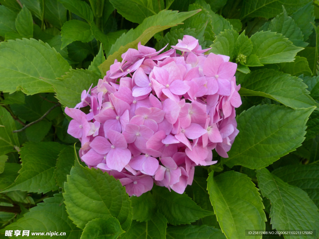 绣球花八仙花清新图片