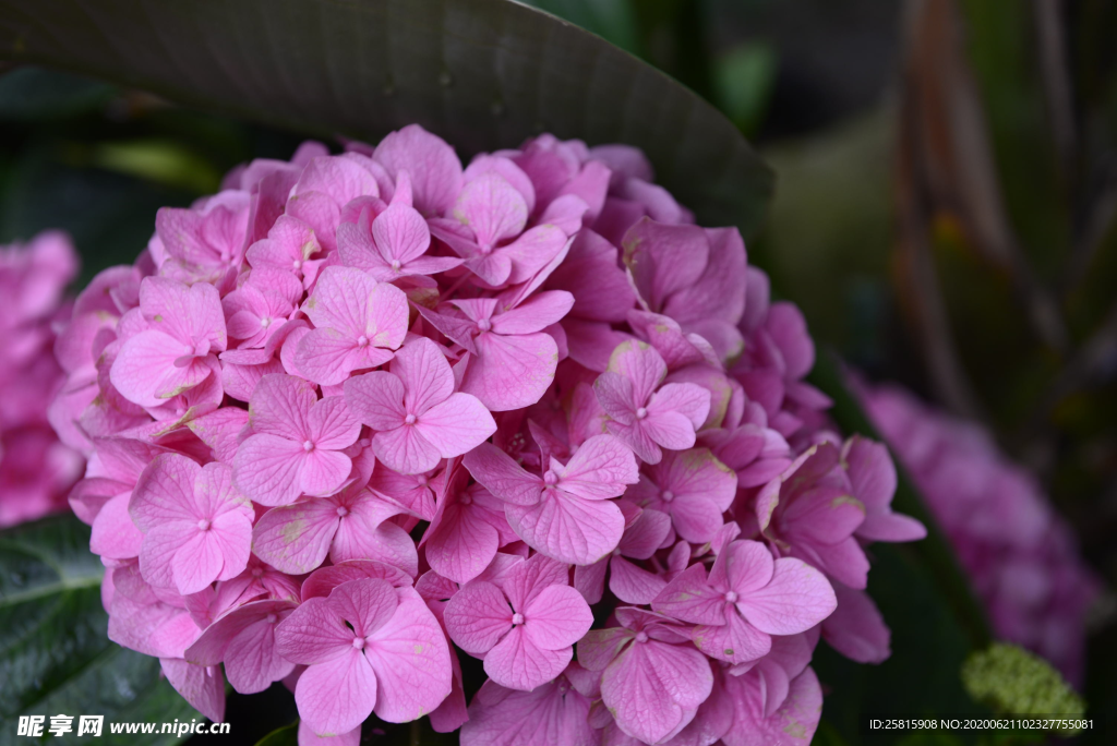 绣球花八仙花清新图片