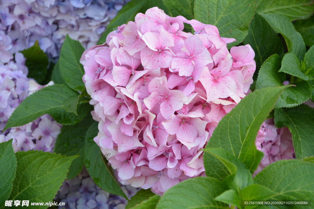 绣球花八仙花清新图片