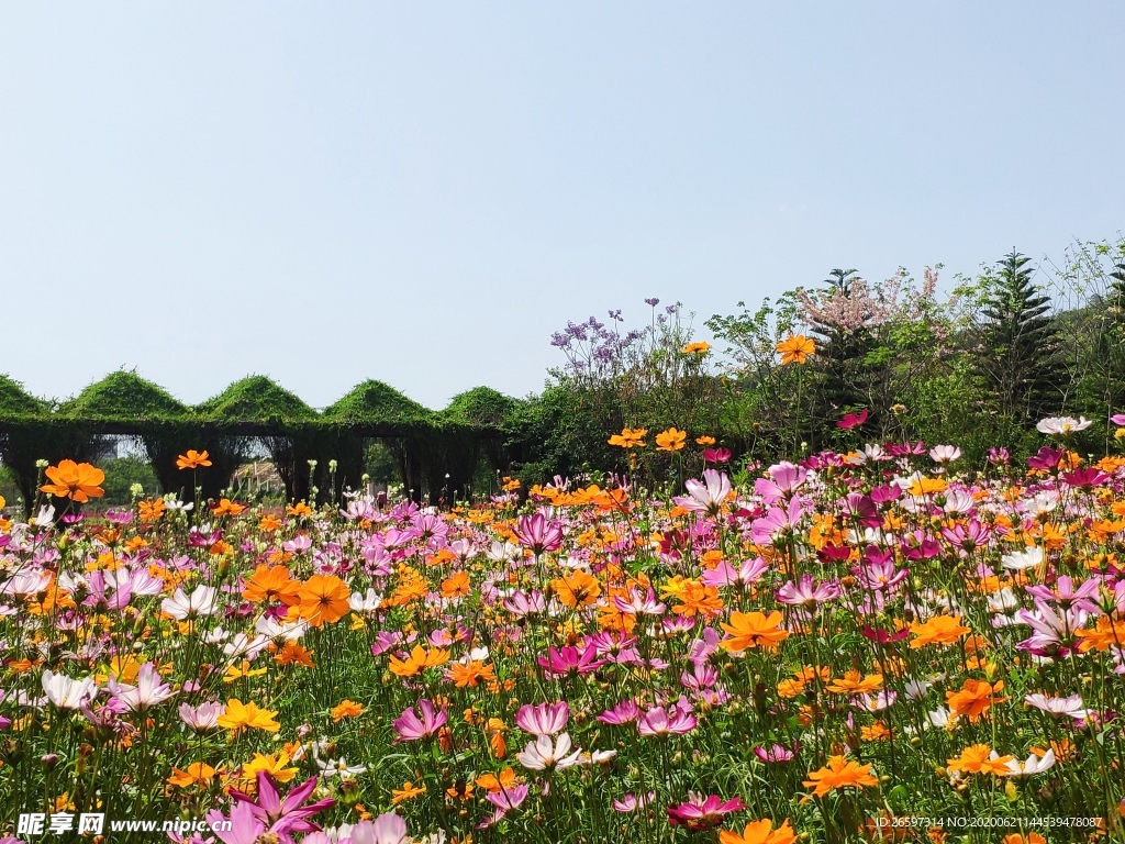 波斯菊 硫华菊