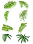 植物