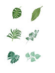 植物