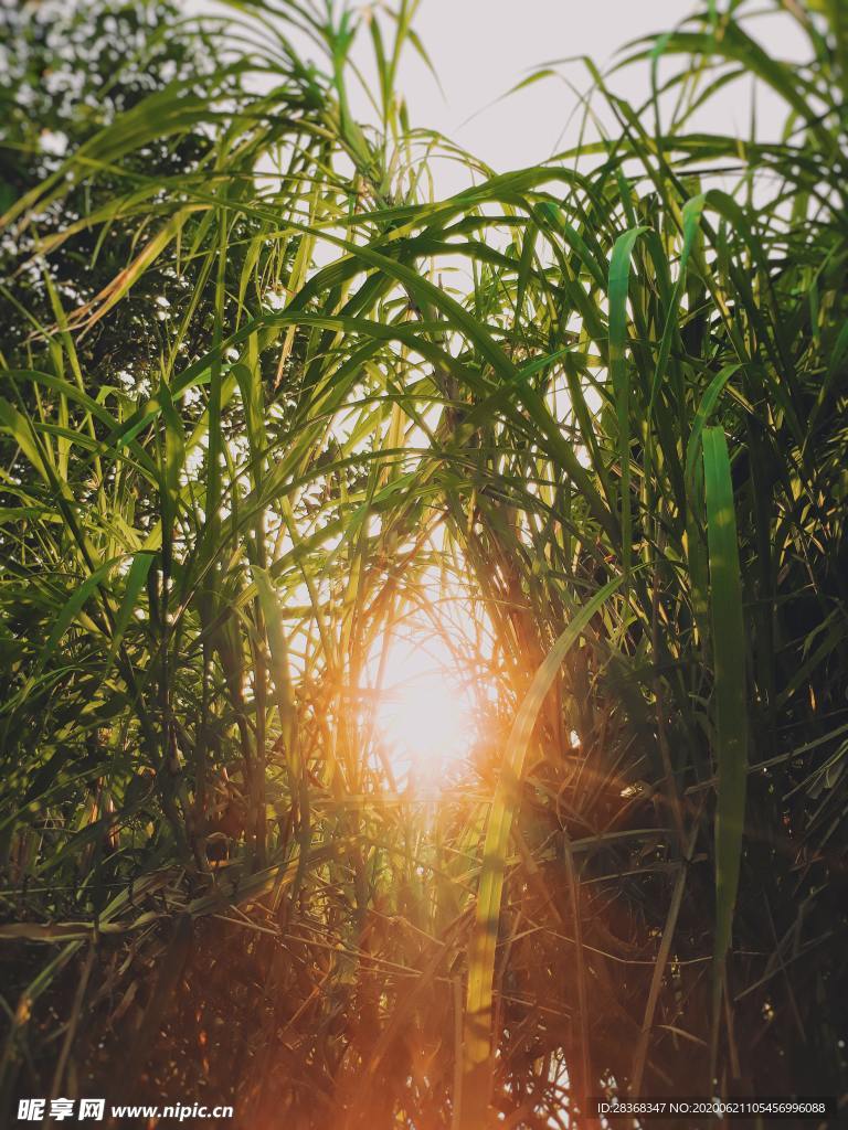 太阳光线