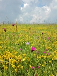 野草野花场景