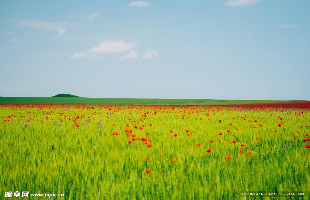 野草野花场景