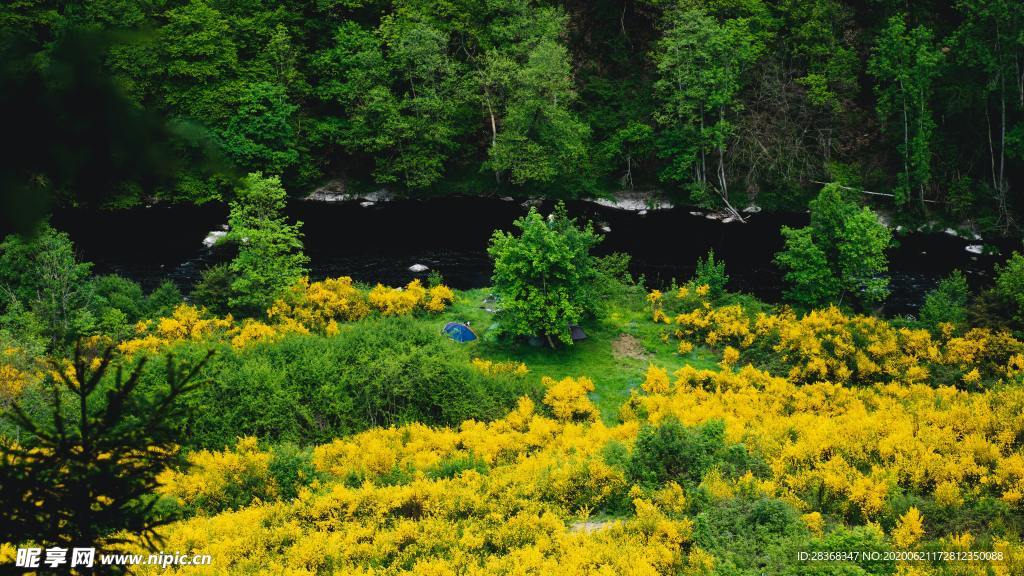 野草野花场景