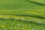 野草野花场景