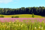 野草野花场景