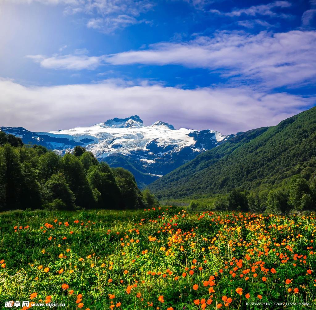 野草野花场景