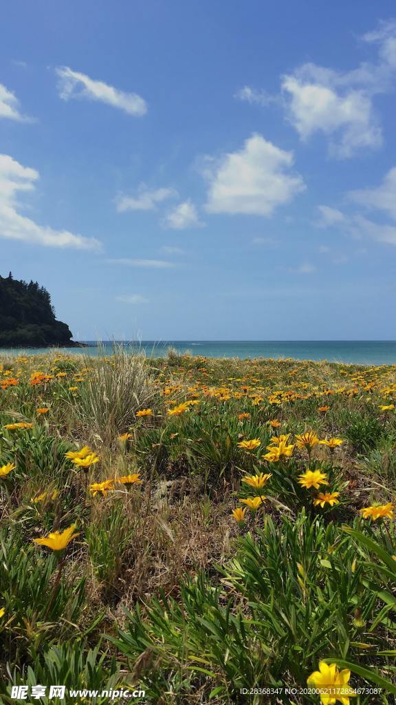 野草野花场景