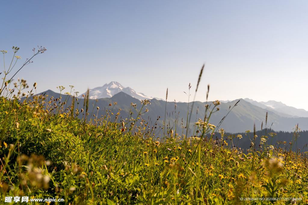 野草野花场景