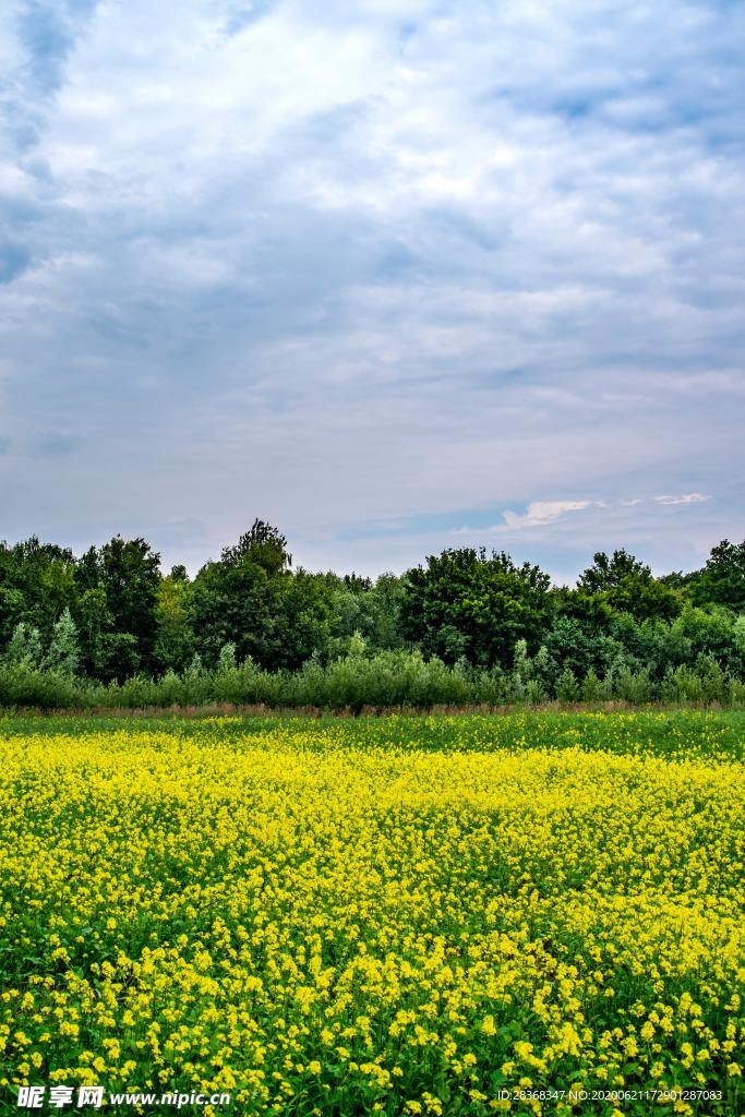 野草野花场景