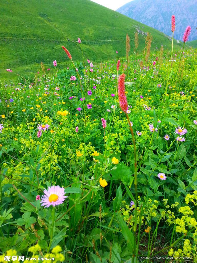 野草野花场景