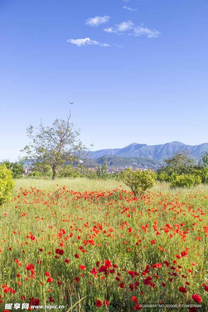 野草野花场景