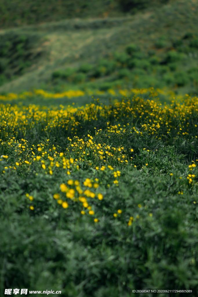 野草野花场景