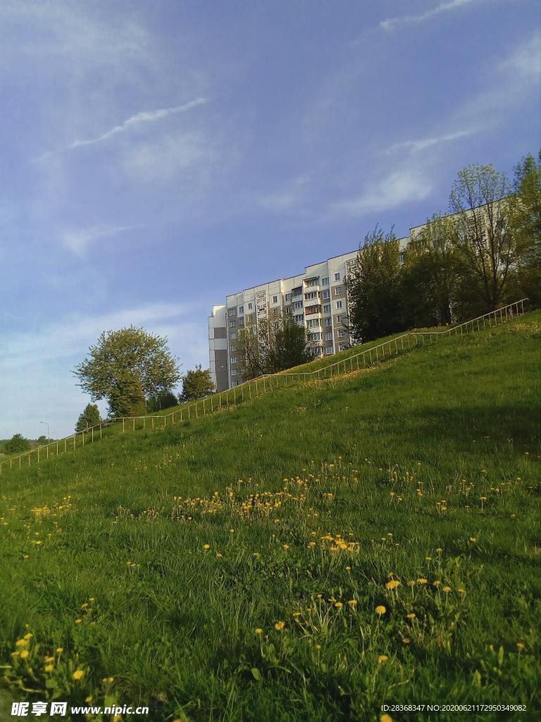 野草野花场景