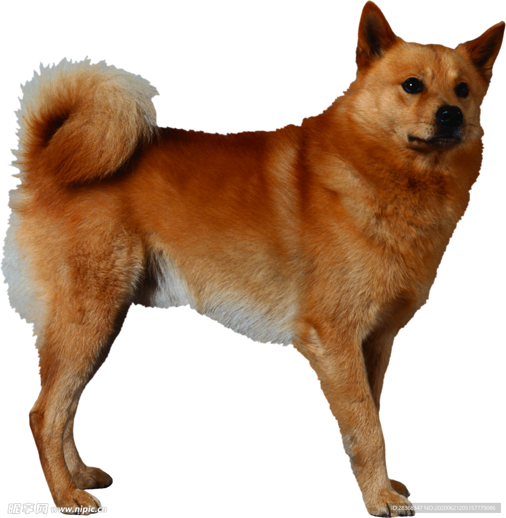 狗