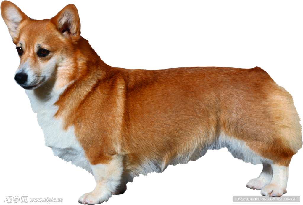 狗