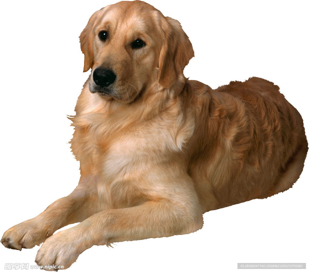 狗