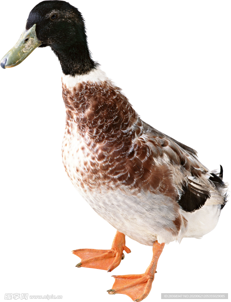 鸭子