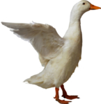 鸭子