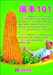 玉米种子DM单