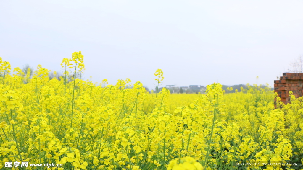 油菜花