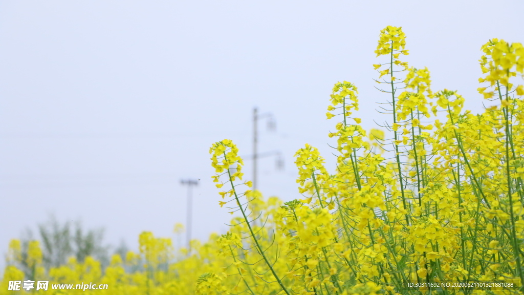 油菜花