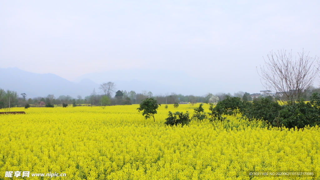 油菜花田野