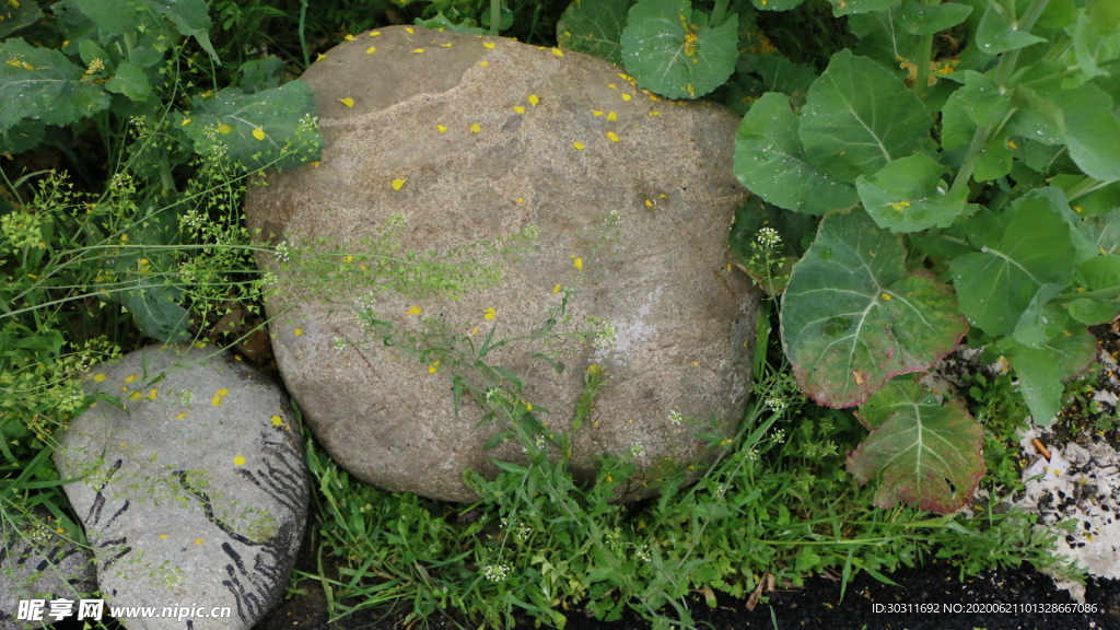 石头缝旁小草