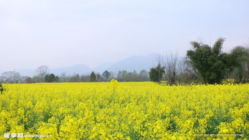油菜花