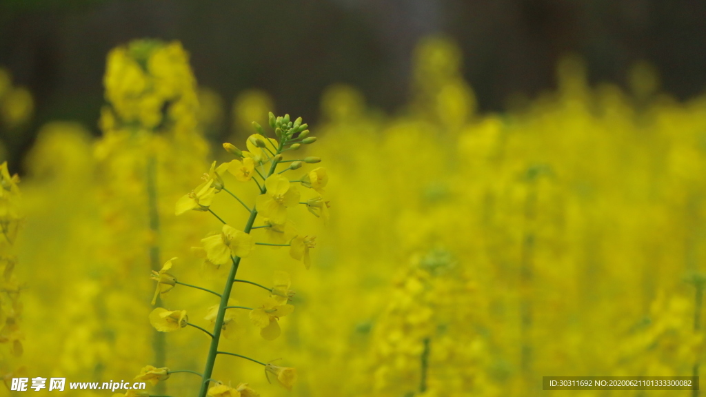 油菜花