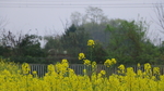 油菜花