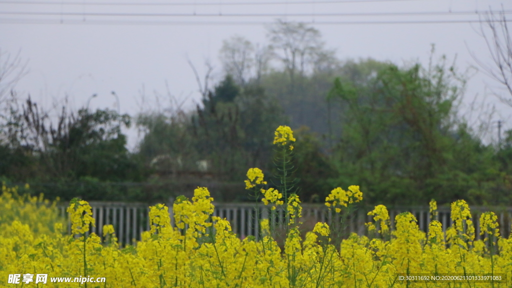 油菜花