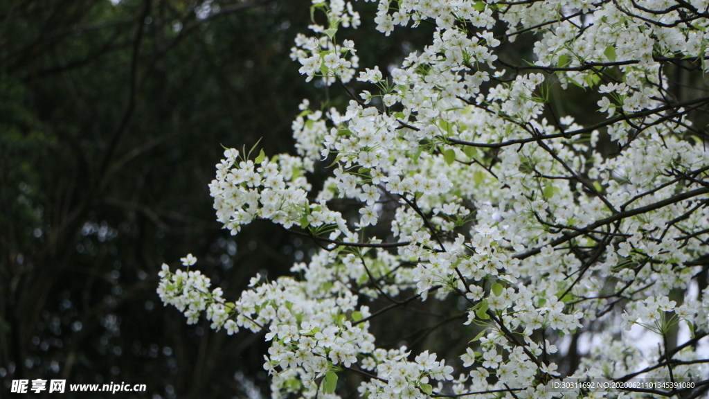 白色盛开梨花