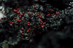 水果