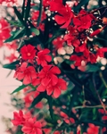 红色