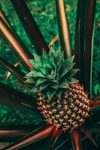 水果