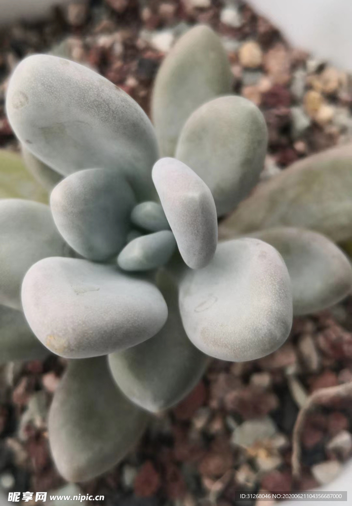 多肉植物