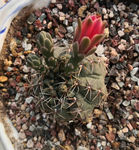仙人掌绯花玉 多肉植物 多肉花