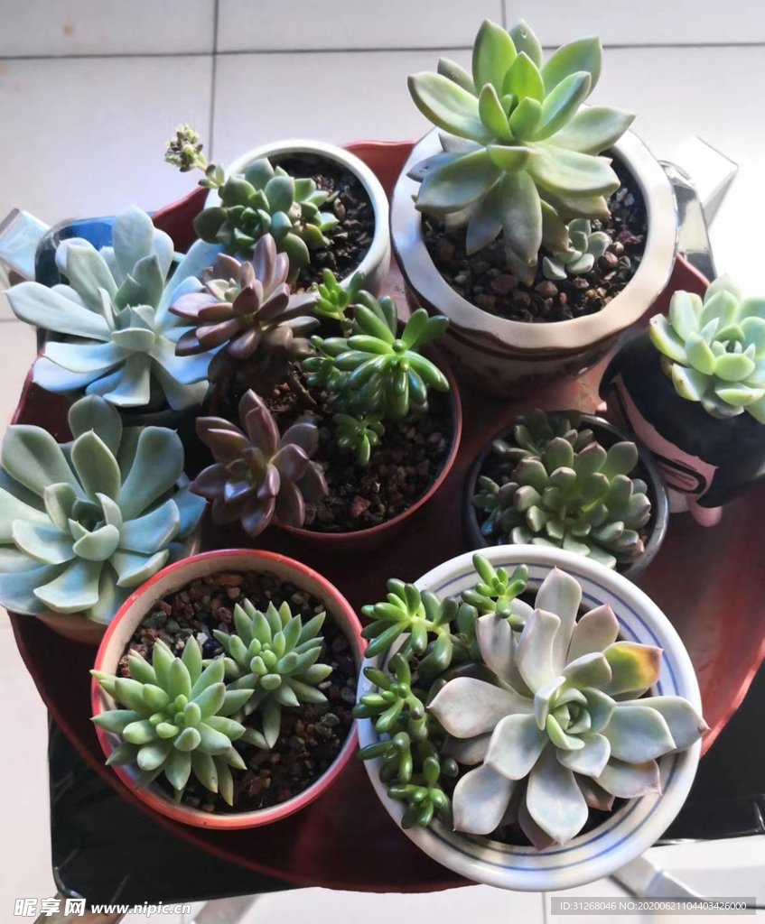 多肉植物