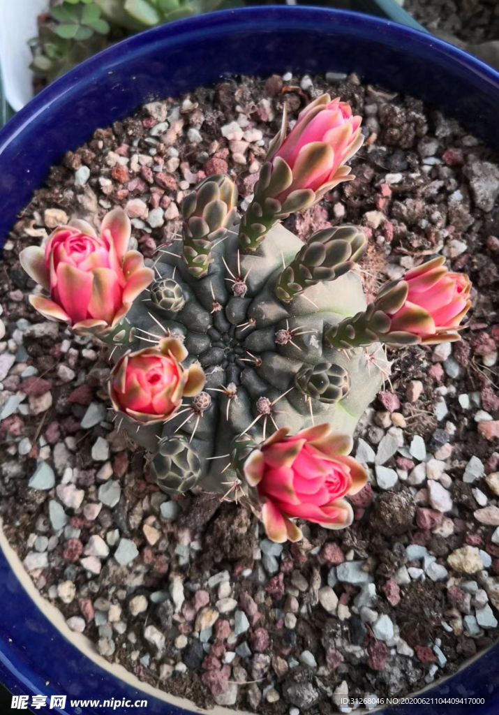 仙人掌绯花玉 多肉植物 多肉花