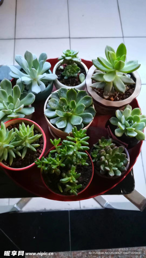 多肉植物
