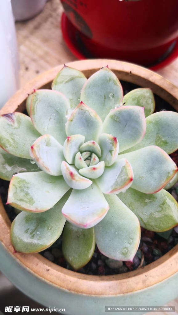 多肉植物