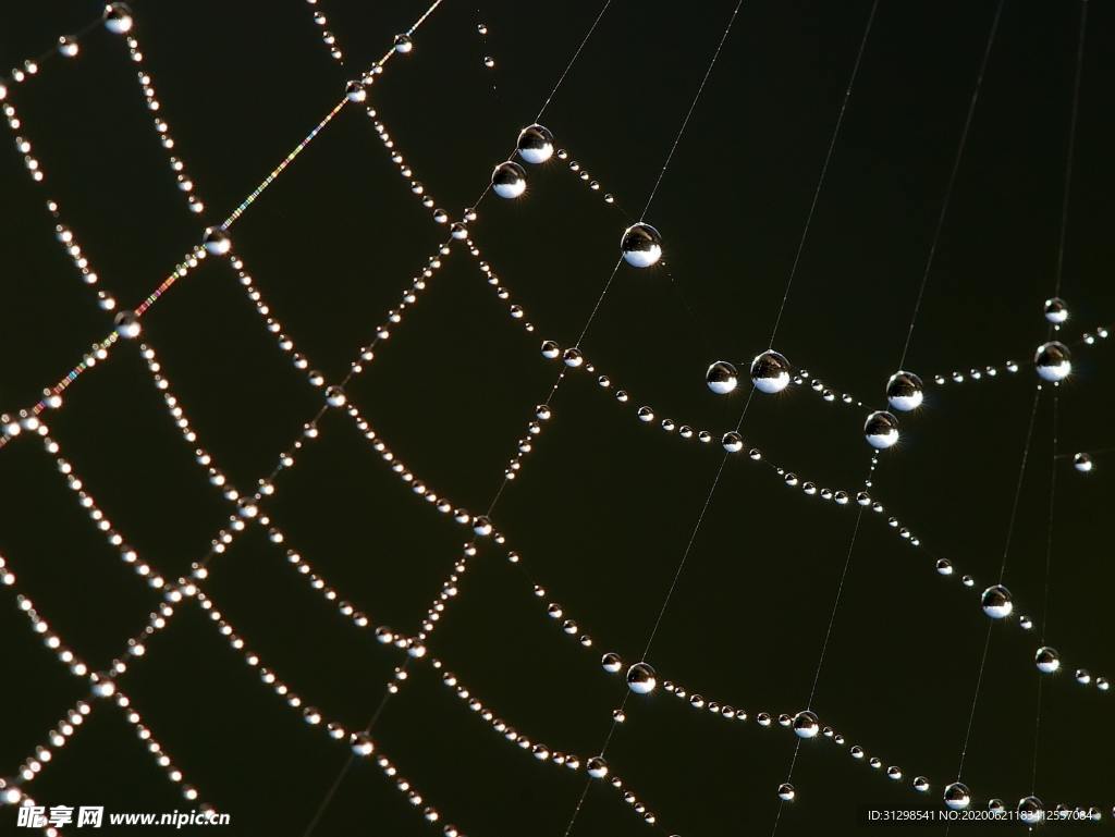 水珠蜘蛛网