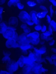 水母