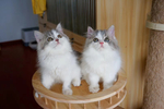 一对猫咪