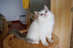 猫咪