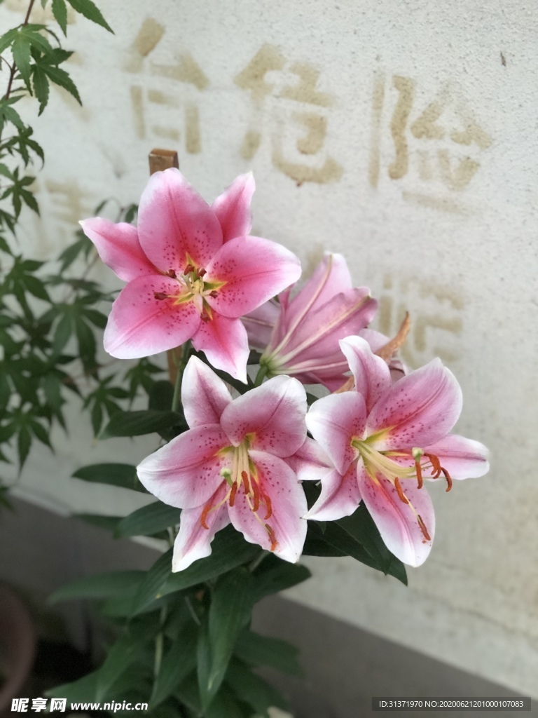 百合花