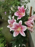百合花